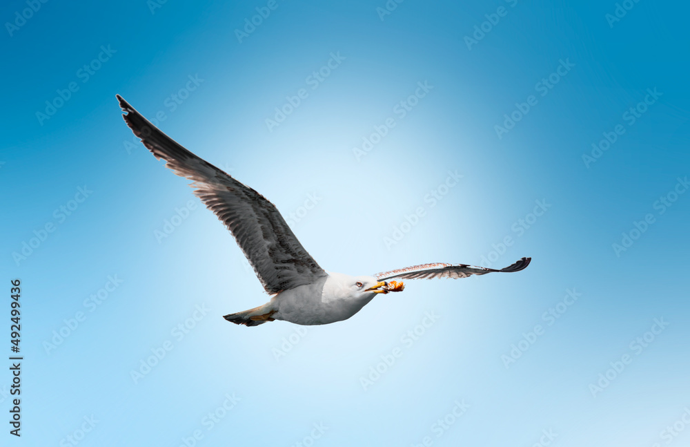 Flying seagull isolated on white and blue background Flying seagull isolated on white and blue background