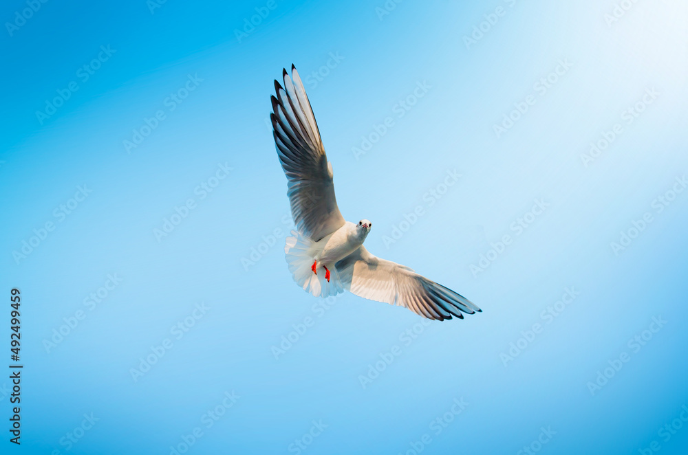 Obraz premium Flying seagull isolated on white and blue background