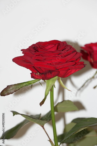 red rose