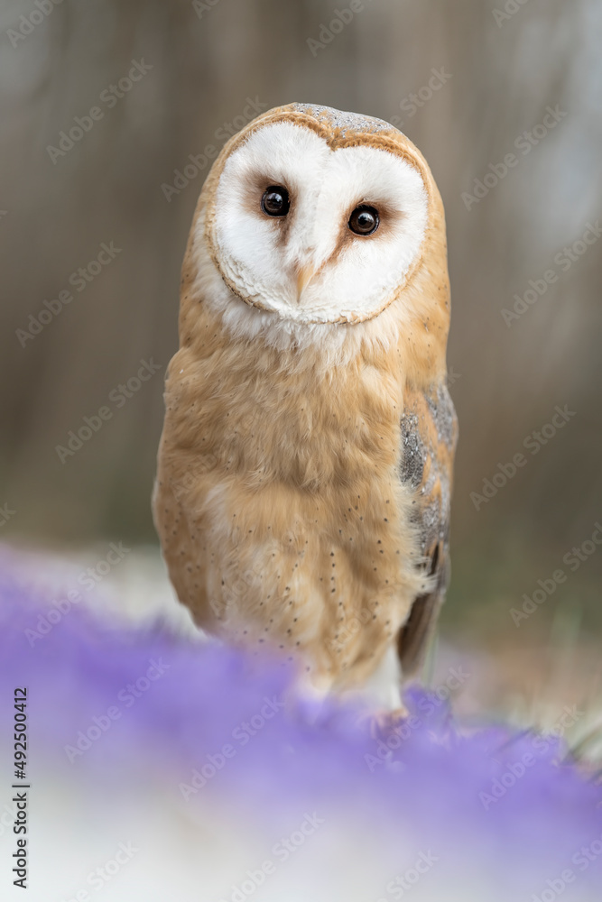 Φωτογραφία The incredible Barn owl, face to face in the woodland (Tyto alba)