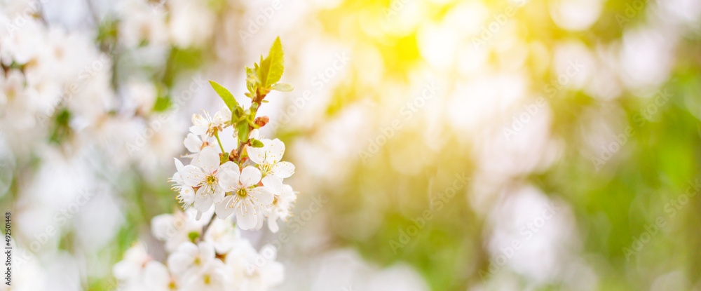Spring banner, branches of a blossoming tree against the blue sky and a ray of sun in nature outdoors. dreamy romantic image of spring, landscape panorama, copy space. Easter background