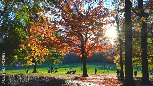 The autumn sun illuminates autumn leaf color trees and people relaxing on the Sheep Meadow in Central Park on November 24, 2021 at New York City NY USA.