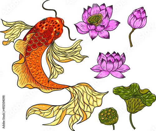 Koi fish vector for printing on shirt on isolated white background.Hand drawn lotus and koi fish carp vector for printing on background.Lucky Chinese animal illustration for painting.