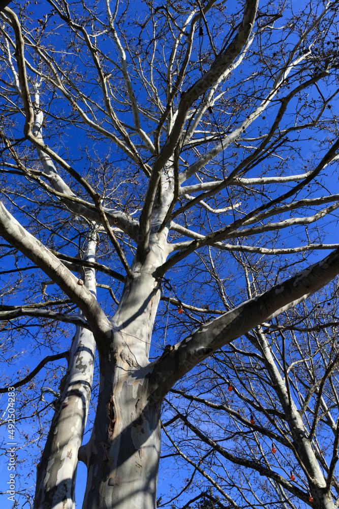 The white trunk of a plane tree without foliage. Stock Photo Adobe Stock