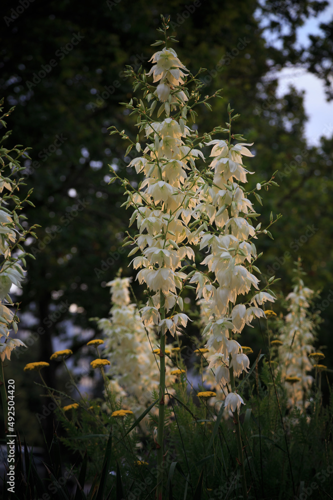 Yucca folamemntosa in the rays of the setting sun. Yucca folamemntosa in the rays of the setting sun.