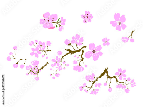 Branch of Cherry blossom on white.Vector illustration Sakura Flower,Nice Peach blossom isolated vector.Japanese floral.Branch of sakura flower vector for printing on background. © Umaporn
