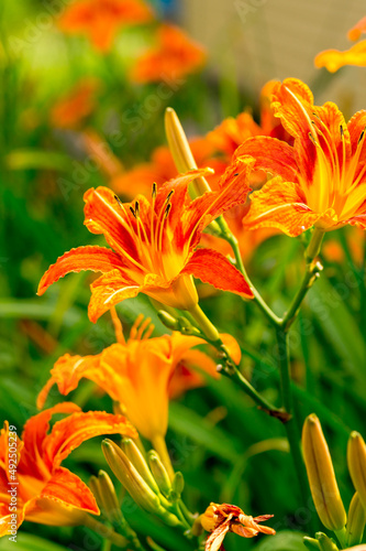 Photos Orange daylily flowers in the summer garden