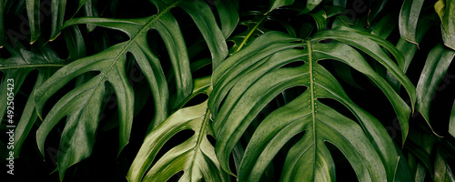 tropical foliage, philodendron plant, green nature background photo