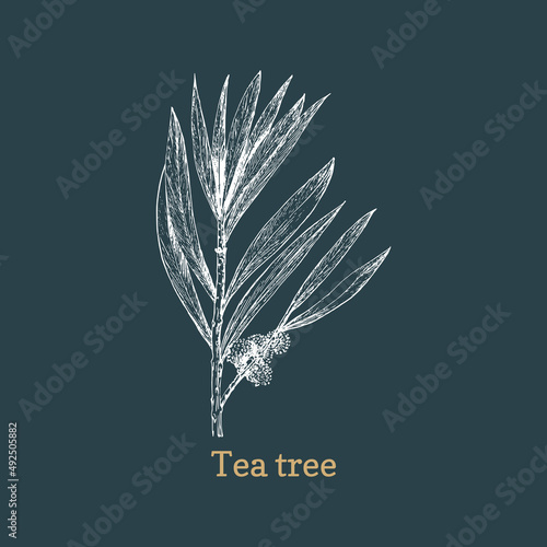 Tea tree, sketch in vector. Melaleuca, pharm plant