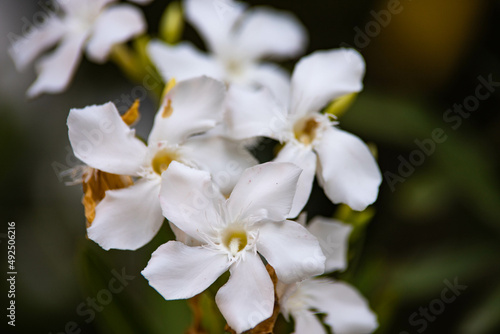 white flowers in greenery close-up