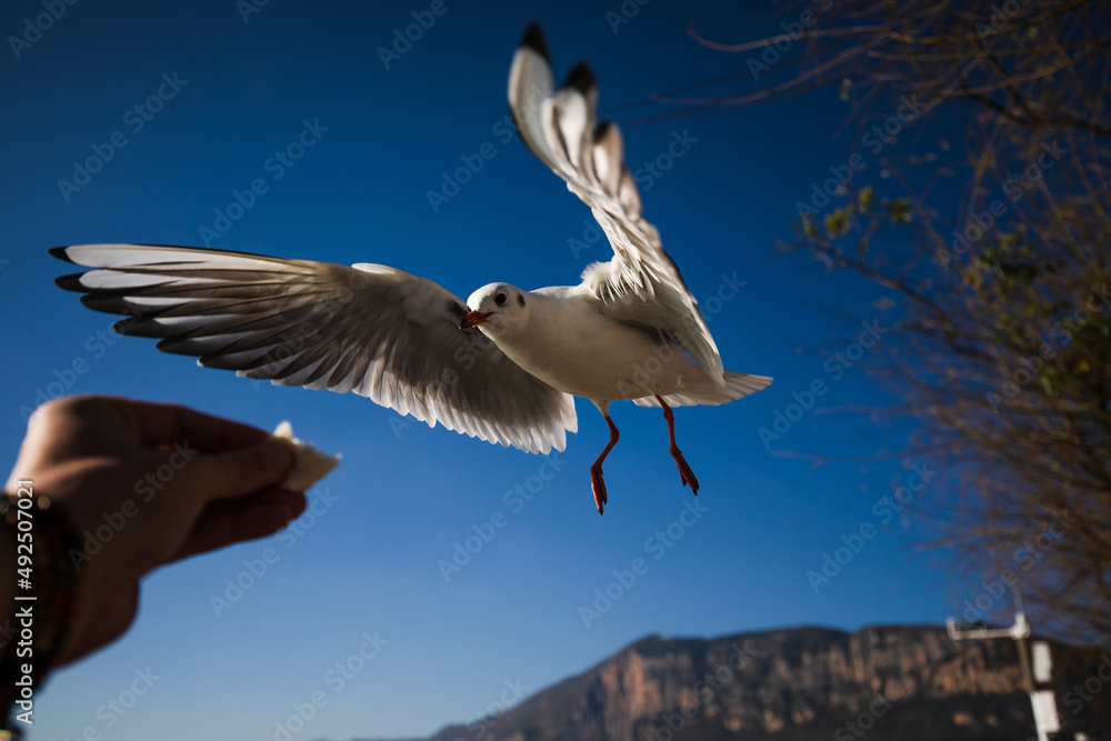 Hand feeding seagulls with blue sky background Hand feeding seagulls with blue sky background