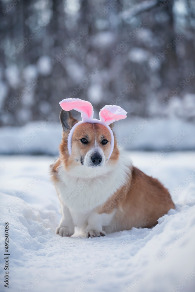 cute corgi dog puppy in funny easter bunny ears sitting on snow in spring park cute corgi dog puppy in funny easter bunny ears sitting on snow in spring park