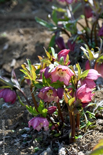 クリスマスローズ