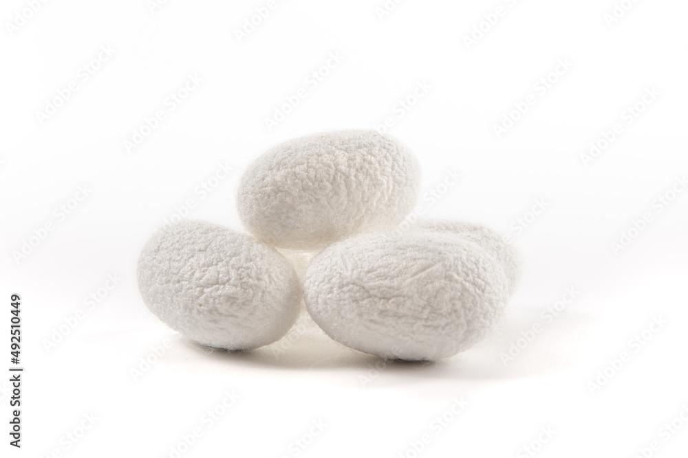close up of silkworm cocoon isolated on white background close up of silkworm cocoon isolated on white background