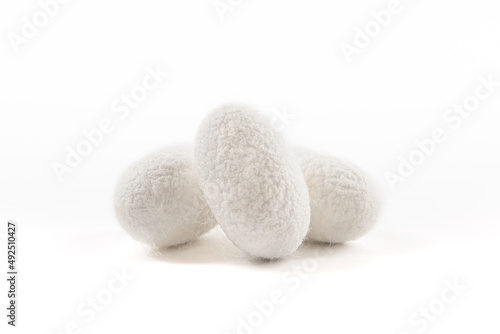 close up of silkworm cocoon isolated on white background