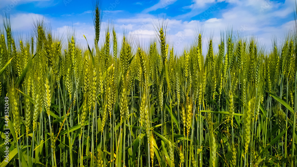 Green wheat plant details with blue sky and white clouds Green wheat plant details with blue sky and white clouds