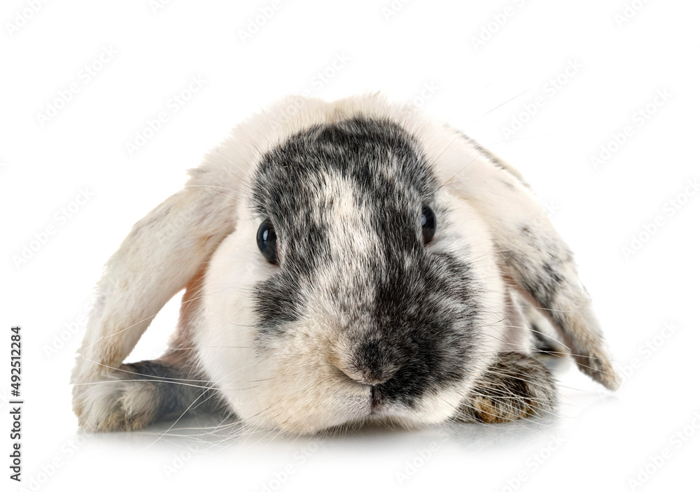 Fototapeta premium Lop rabbit rhoen in studio
