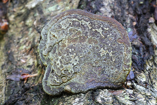 Red belt conk, also called red-belted bracket fungus, wild polypore from Finland showing secondary growth photo