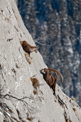 Bouquetin des Alpes (Capra ibex) étagne et bouc évoluant dans une paroi abrupt, période de rut; Alpes. France