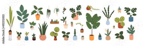 Potted plants set. Interior houseplants in planters, baskets, flowerpots. Home indoor green decor. Different succulents, cacti, foliage. Flat graphic vector illustrations isolated on white background