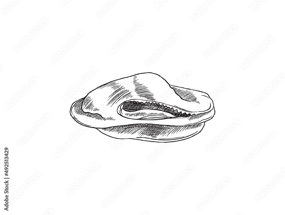 Mussels mollusc or clam without shells engraving vector illustration isolated. Mussels mollusc or clam without shells engraving vector illustration isolated.