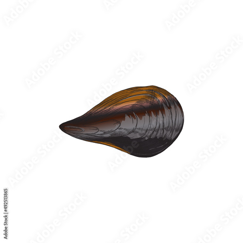Mussel shell valve top view hand drawn sketch vector illustration isolated.