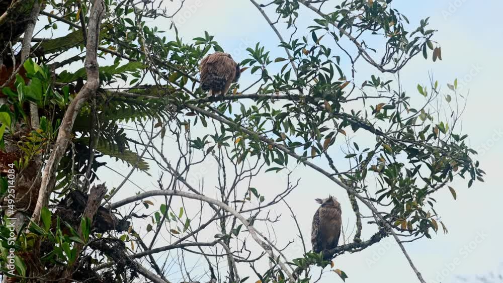 Mother owl looking around while the fledgling above tries to balance during a strong wind blowing, Buffy Fish Owl Ketupa ketupu, Khao Yai National Park, Thailand.