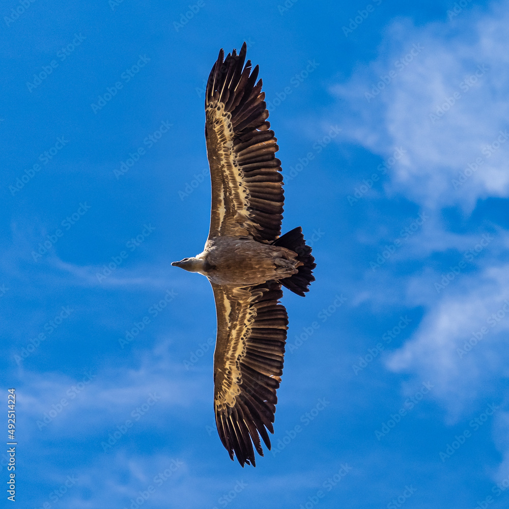 Fototapeta premium Griffon vultures, Gyps fulvus flying around the Serrania de Cuenca at Una, Spain.