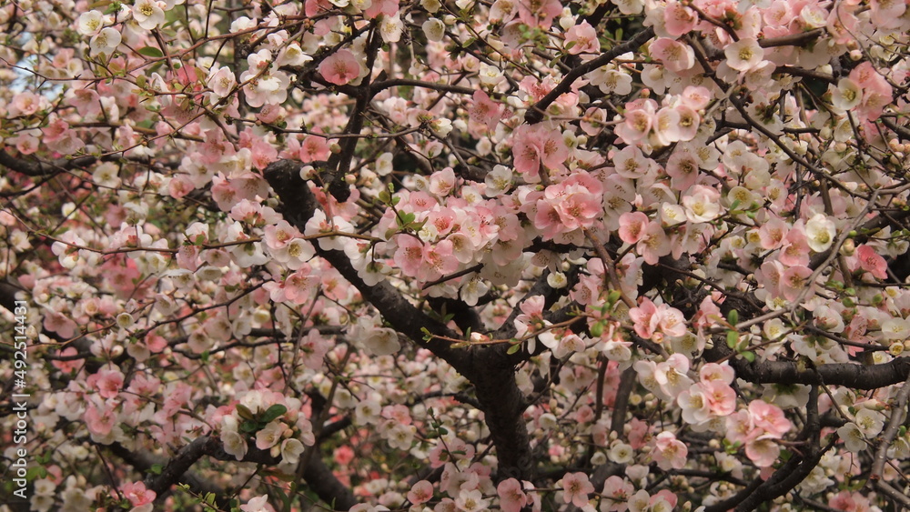 Spring Spring