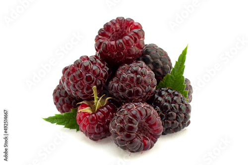 Cumberland hybrid raspberry and blackberry