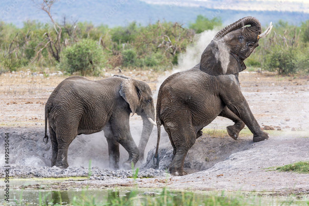 Fototapeta premium Elephant