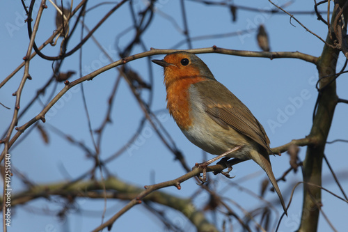 A pretty Robin, redbreast, Erithacus rubecula, perching on a branch of a tree in woodland. 