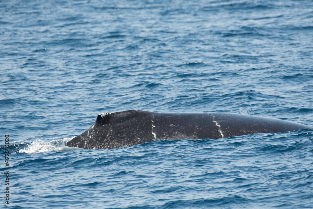 Fototapeta premium Back of humpback whale off Kerama Islands