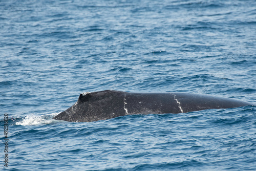 Back of humpback whale off Kerama Islands