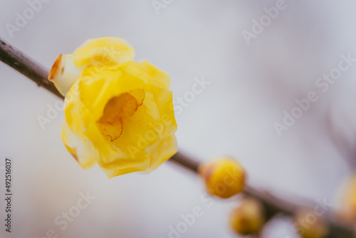初春の公園に咲く蝋梅の花 photo