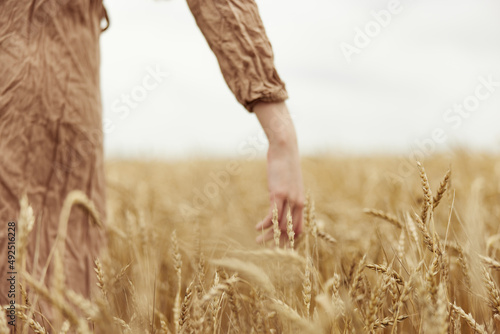touching golden wheat field spikelets of wheat harvesting organic harvest