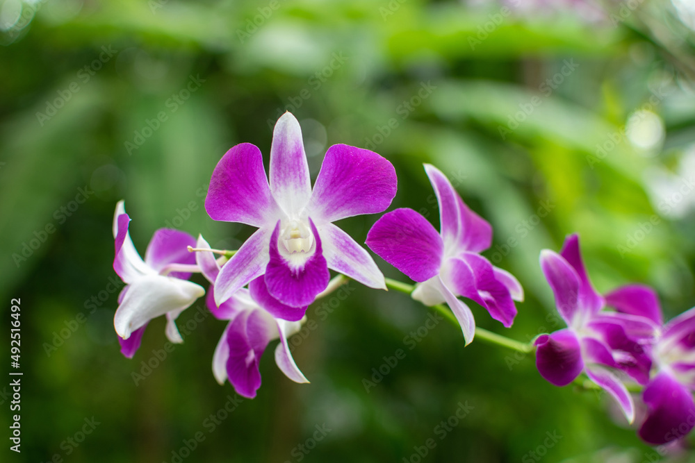 Orchids are blooming in the garden Orchids are blooming in the garden