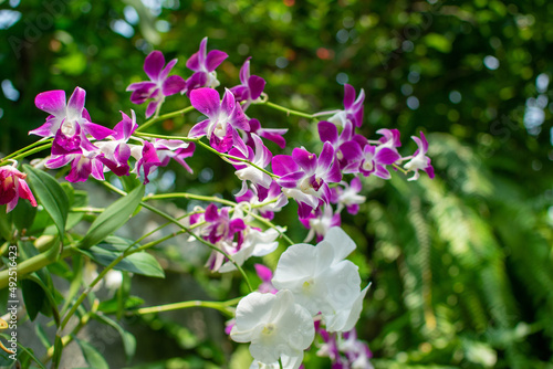 Orchids are blooming in the garden