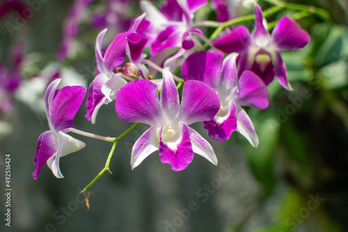 Orchids are blooming in the garden