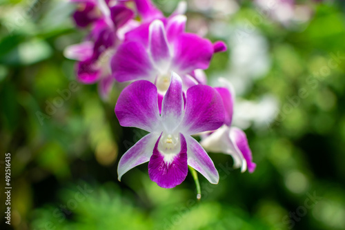 Orchids are blooming in the garden