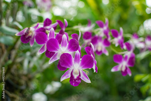 Fototapeta Naklejka Na Ścianę i Meble -  Orchids are blooming in the garden