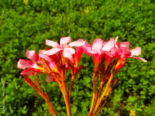 A beautiful view of red flower on nerium oleander against a green leaves