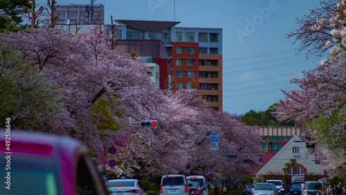 A timelapse of traffic on the cherry blooms street in Kunitachi Tokyo tilt photo