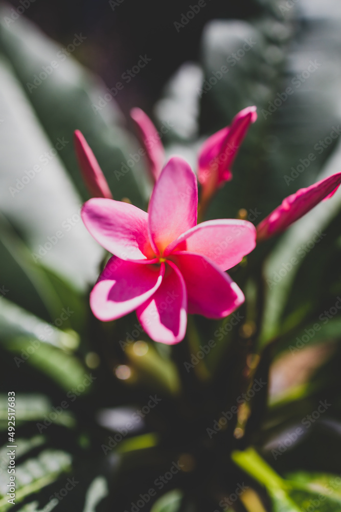 close-up of pink paradise frangipani plant with flowers in sunny backyard