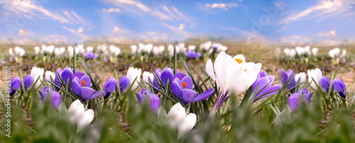    spring  flowers white and  daysi blue and white crocuses sunbeam  sunny  blue sky  weather  in city park background banner template photo