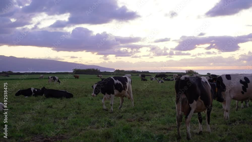 cow walking on meadow eating grass cows sunset and mountains background cow walking on meadow eating grass cows sunset and mountains background