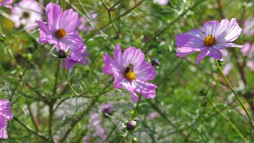 A bee pollinating colorful flowers on a beautiful sunny summer day. A bee pollinating colorful flowers on a beautiful sunny summer day.