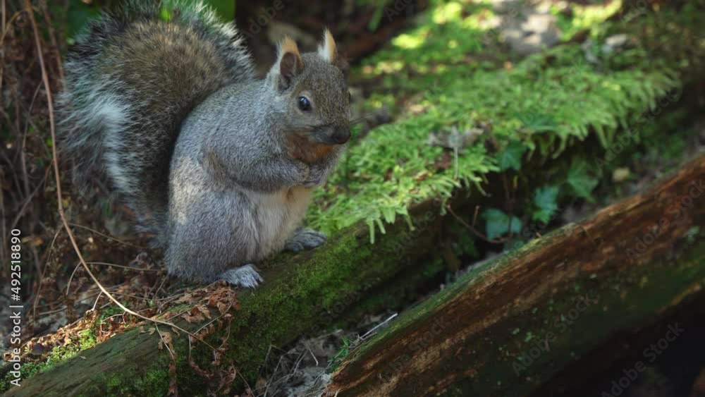 Squirrel sitting on a mossy tree trunk Squirrel sitting on a mossy tree trunk