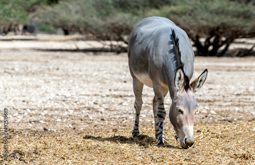 Somali wild donkey (Equus africanus) in nature reserve of the Middle East. Th...