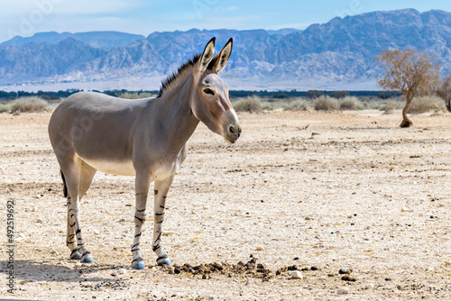 Somali wild donkey  Equus africanus  in nature reserve of the Middle East. This species is extremely rare both in nature and in captivity